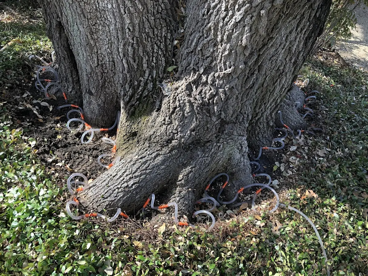 Detailed Tree Cabling and Bracing job site in Breedsville