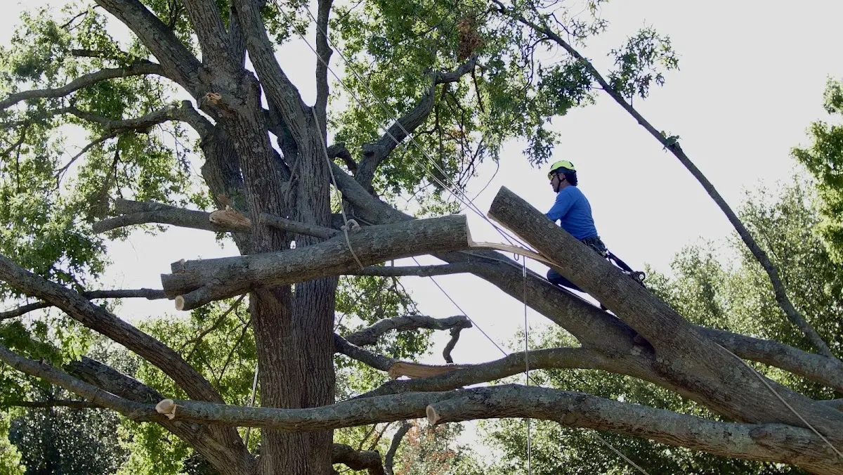 Professional Crown Thinning performed by certified arborists in Breedsville