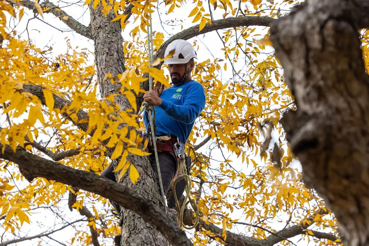 Skilled Tree Pruning crew working in Breedsville